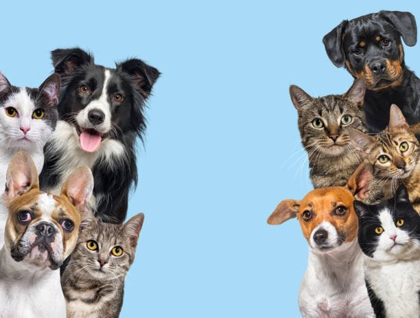 Large group of cats and dogs looking at the camera on blue background Pets